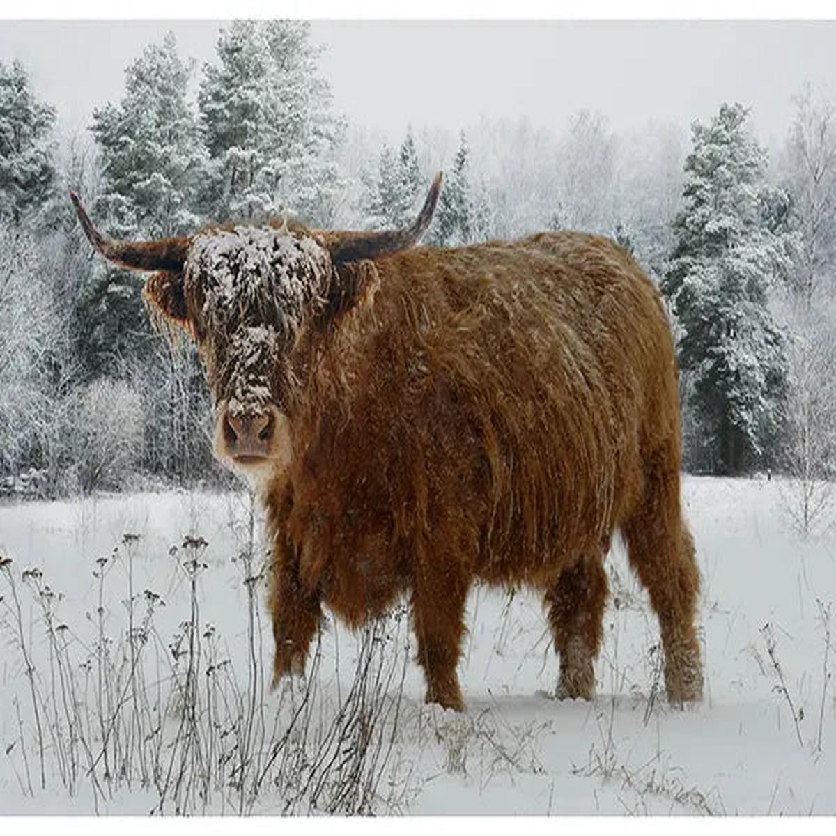 Call of the Wild Spectrum Digital Print (42 x 32) Panel